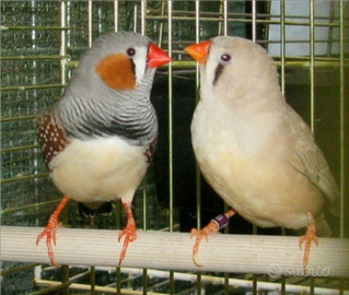 Diamanti Mandarino ?