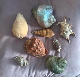 Conchiglie varie