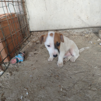 Jack russell toy