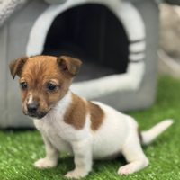 Jack Russell