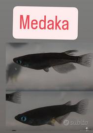Medaka Pesci rossi