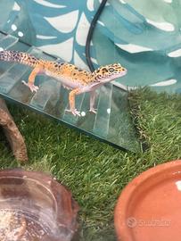 Geko leopardino