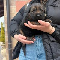 Cuccioli di pastore tedesco