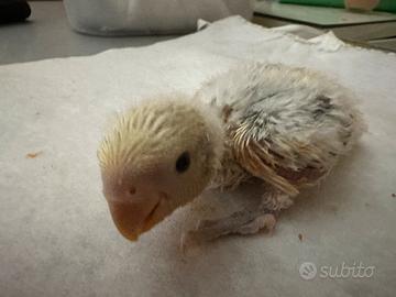 Pulli da imbecco Inseparbile