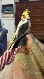 Calospite allevate a mano