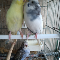 Coppie cocorite e ondulati