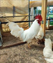 Gallo