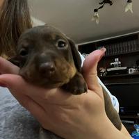 Bassotto tedesco nano/kaninchen