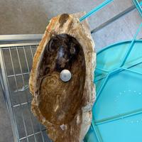 Lavandino legno fossile