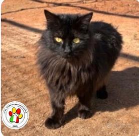 Maschio mix razza Angora