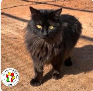 Maschio mix razza Angora