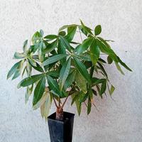 PACHIRA AQUATICA