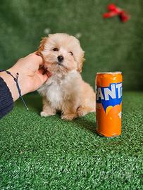 Splendido cucciolo di Maltipoo Maschietto 
