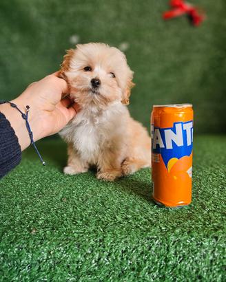 Splendido cucciolo di Maltipoo Maschietto 