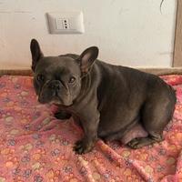 Cuccioli bulldog francese
