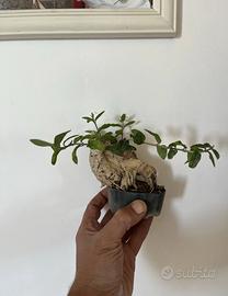 Bonsai olivastro mame da collezione