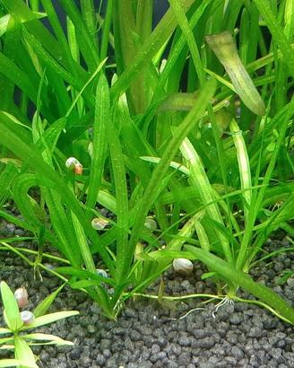 Vallisneria nana