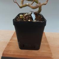 bonsai shohin di acero palmato 23