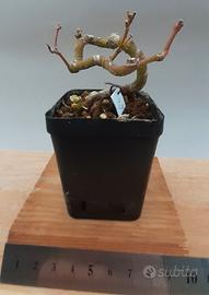 bonsai shohin di acero palmato 23