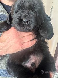 Cuccioli terranova disponibili