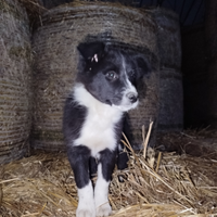 Border Collie FEMMINA a Bisacquino/Corleone