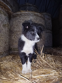 Border Collie FEMMINA a Bisacquino/Corleone