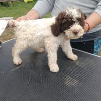 Lagotto Romagnolo