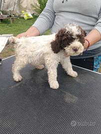 Lagotto Romagnolo