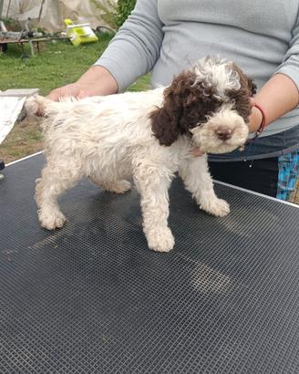 Lagotto Romagnolo