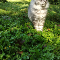 Monta maschio Maine Coon con pedigree
