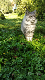 Monta maschio Maine Coon con pedigree