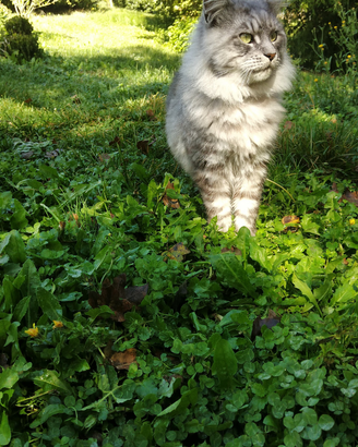 Monta maschio Maine Coon con pedigree
