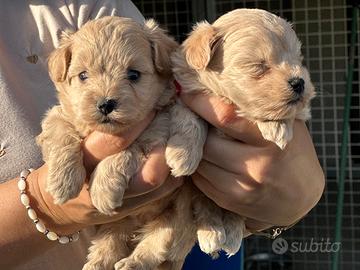 Cuccioli maltipoo