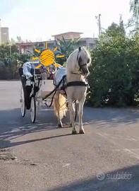 andaluso e carrozza 