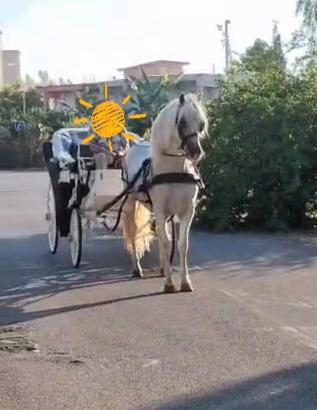 andaluso e carrozza 