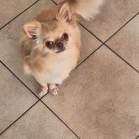 Cucciolo di chihuahua di un anno