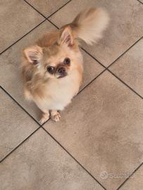 Cucciolo di chihuahua di un anno