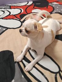 chihuahua maschio 8 mesi