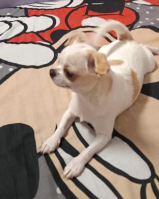 chihuahua maschio 8 mesi