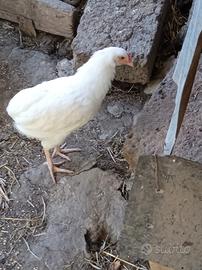 Galletto araucana bianco