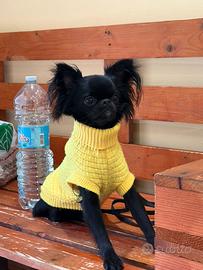 ? annuncio per accoppiamento chihuahua