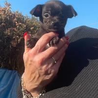 Cucciola chihuahua nera