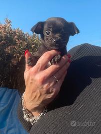 Cucciola chihuahua nera