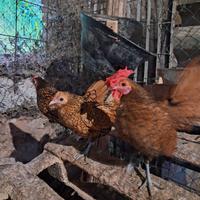Galline sebright
