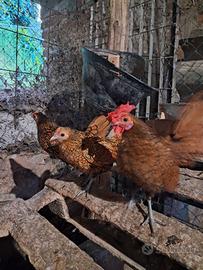 Galline sebright