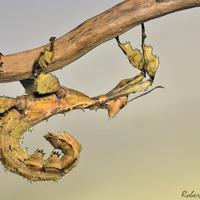 Insetti stecco e foglia