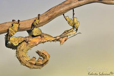 Insetti stecco e foglia