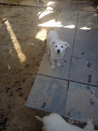 Coppia o singolarmente cuccioli di maremmano