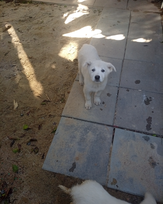 Coppia o singolarmente cuccioli di maremmano