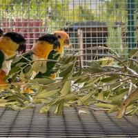 Maschio caicco a testa nera